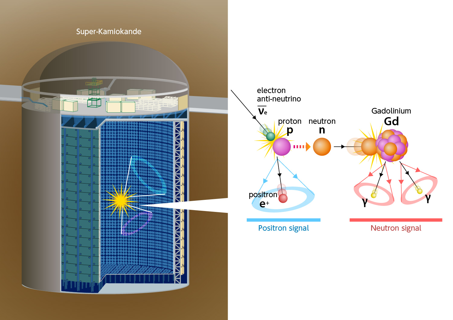 Interaction d’un antineutrino électronique avec un noyau de l’eau du détecteur