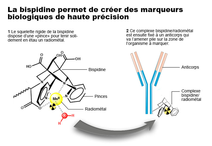 La molécule de bispidine forme une pince